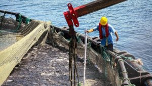 Muğla'nın su ürünleri ihracatı 500 milyon dolara yaklaştı