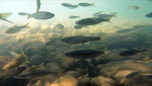 Munzur Çayı su altı güzellikleriyle 'doğal akvaryum' gibi