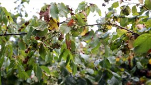 Sakaryalı fındık üreticisi bu yıl yüksek rekolte bekliyor 