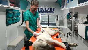 Sokak hayvanları VETBÜS ve VETBÜLANS’a emanet