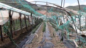 TARSİM kapsamında 12,7 milyar lira devlet prim desteği sağlandı