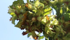 TMO kabuklu fındık alımlarına 22 Ağustos'ta başlayacak