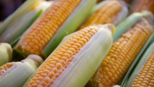 TMO mısır alımlarına ilişkin detayları belirledi 