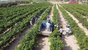 TMO'nun alım politikaları tarımsal üretime olumlu yansıyacak