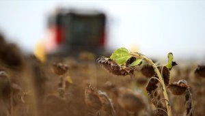 Trakya'da ayçiçeği üreticisi yüksek verimle hasat mesaisi yapıyor
