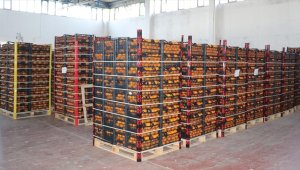 Türkiye'den temmuzda 155,2 milyon dolarlık yaş meyve sebze ihraç edildi