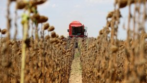 Türkiye'nin önemli ayçiçeği üretim merkezlerinden Edirne'de hasat mesaisi başladı
