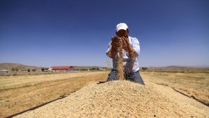 Van'da hasadı yapılan 'destek tohumu'ndaki verim çiftçiyi sevindirdi