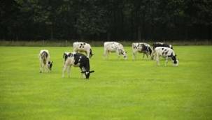 Yaz aylarında doğru hayvan bakımına dair öneriler