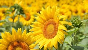 Yüksek rakımda ekilen yağlık ayçiçeğinden yüksek verim bekleniyor