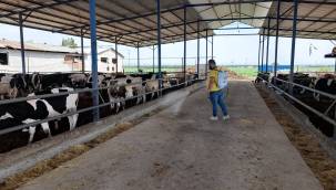 Yüreğir'de vektörle mücadele çalışması