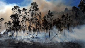 AB ülkelerindeki orman yangınlarında bu yıl 750 bin hektar alan kül oldu