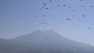 Ağrı Dağı eteğindeki Doğubayazıt Sazlığı'nda 141 kuş türü yaşıyor