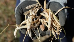 Asırlık ata tohumuyla üretilen Yedisu horoz kuru fasulyesinde rekolte katlanıyor 