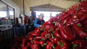 Bafra ve Çarşamba ovalarında yetişen kapya biber tarlada alıcı buluyor