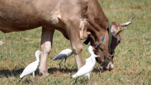 Balık yemeyen balıkçıllar hayvan sürüleriyle yaşamlarını sürdürüyor