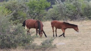 Beypazarı'nda yılkı atları görüntülendi 