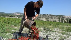 Bilecik'in coğrafi işaretli Çukurören biberinde 650 ton rekolte bekleniyor