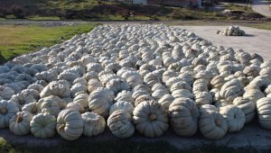 Bilecik'in raf ömrü bir yılı bulan kestane kabağı Türkiye'nin birçok iline gönderiliyor 