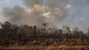 Brezilya Amazonları'nda bu yıl çıkan orman yangınları 2021'in tamamını geride bıraktı