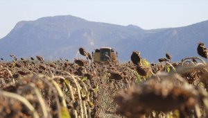 Burdur'da su basan hububat tarlalarına ekilen ayçiçeğiyle çiftçinin yüzü gülecek