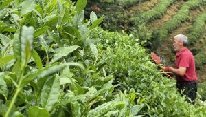 ÇAYKUR'un üçüncü sürgün yaş çay alımları devam ediyor
