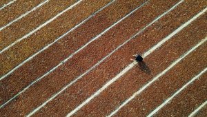 Çekirdeksiz kuru üzüm ihracatı 2021-2022 sezonunda 250 bin tonu aştı