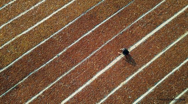 Çekirdeksiz kuru üzüm ihracatı 2021-2022 sezonunda 250 bin tonu aştı