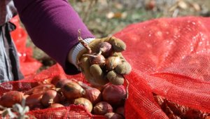 "Coğrafi işaret" Tekirdağ soğanına pazarda daha fazla yer açacak