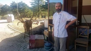 Doğaya bırakılan kızıl geyik, Spil Dağı'ndaki restoranın "müdavimi" oldu