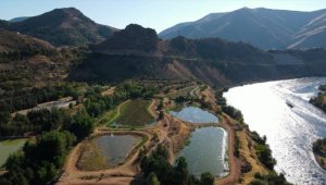 Elazığ'da üretilen 19 milyon yavru sazanla Doğu'daki su kaynakları balığa doyacak