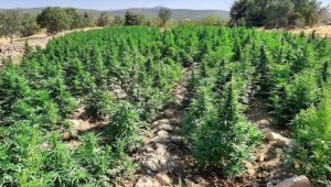 Eren Abluka-34 Narko Terör operasyonlarında 450 kilogram toz esrar ele geçirildi