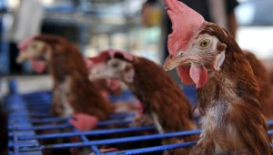 Fransa'da yüksek enerji fiyatları yerli tavuk yetiştiriciliğini vurdu