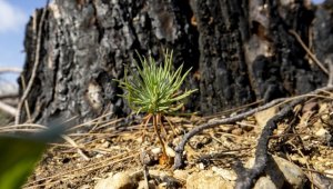 Geçen yıl yanan ormanların yüzde 90'ında çalışmalar tamamlandı