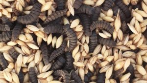 Gıda atıkları siyah asker sineğiyle protein deposu yeme dönüşüyor