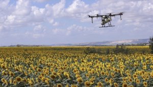 Hızlı müdahale, çayır tırtılının ayçiçeği verimine olumsuz etkisini önledi