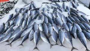 Karadeniz'de deniz suyu sıcaklığı balık avcılığını olumsuz etkiledi