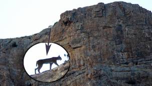 Kayseri'de Yaban hayatı geliştirme sahasında vaşak görüntülendi