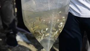 Kayseri’deki göl ve göletlere 2 milyon sazan yavrusu bırakıldı