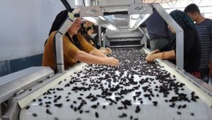 Kilis kuru üzümde kendi markasıyla dünyaya açılmayı hedefliyor