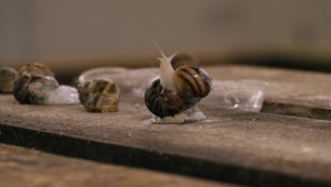 Kocaeli'de kurulu salyangoz çiftliği İspanya'daki restoranların ihtiyacını karşılıyor