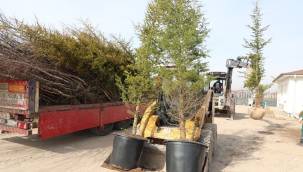 Kocasinan Belediyesi, ağaçlandırma sezonuna hazır