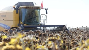 Nevşehir'de hibe tohumla yağlık ayçiçeği ekimine yönelen üreticiler verimden memnun