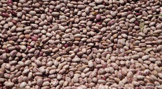 Niğde'de kuru fasulye ve barbunyada 65 bin ton rekolte bekleniyor