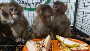 Polisin kaçakçıların elinden kurtardığı örümcek maymunlara özenle bakılıyor