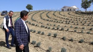 Safranbolu'da lavanta kokulu safran bahçeleri agroturizmi canlandıracak