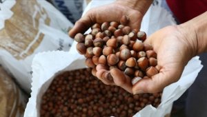 Sanayi ve Teknoloji Bakanlığı, 3 ayaklı 'yeşil' projeyle fındığın değerini artıracak