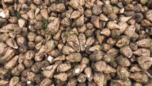 Şeker pancarı alım fiyatı 3’üncü defa güncellendi