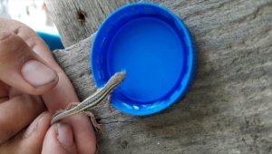 Sıcaktan bunalan yavru kertenkeleye şişe kapağıyla su içirdi