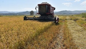 Sinop'ta çeltik hasadına başlandı